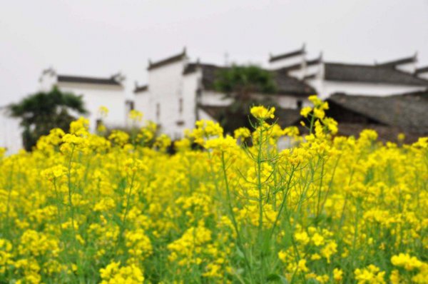 婺源油菜花几月开放好看