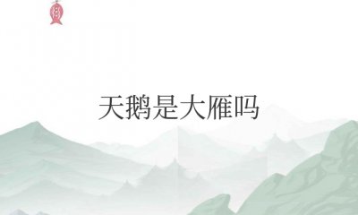 天鹅是大雁吗 属于一个物种关系吗