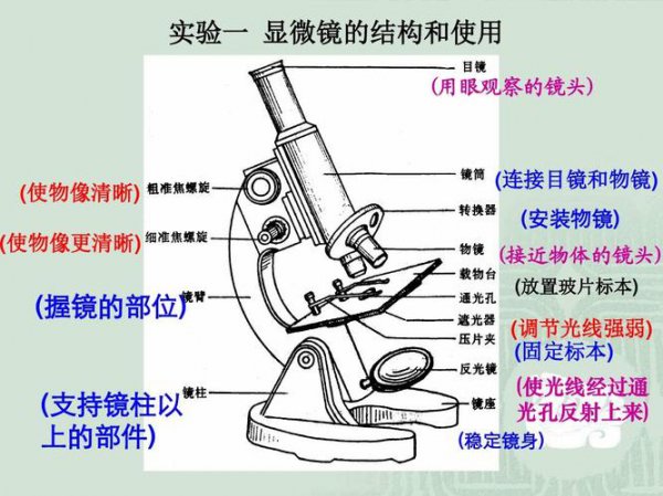 显微镜是凸透镜还是凹透镜