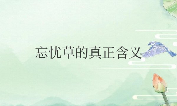 忘忧草的真正含义是什么意思