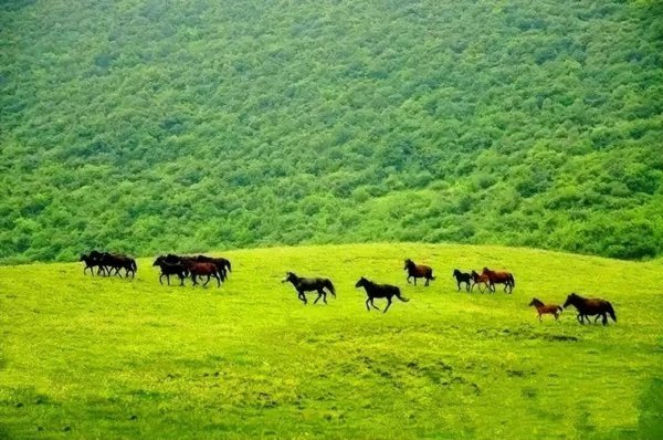 陇南旅游攻略景点必去