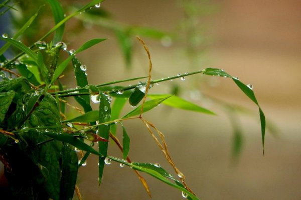 小雨的降雨量是多少毫米以下