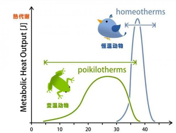变温动物和恒温动物有哪些种类