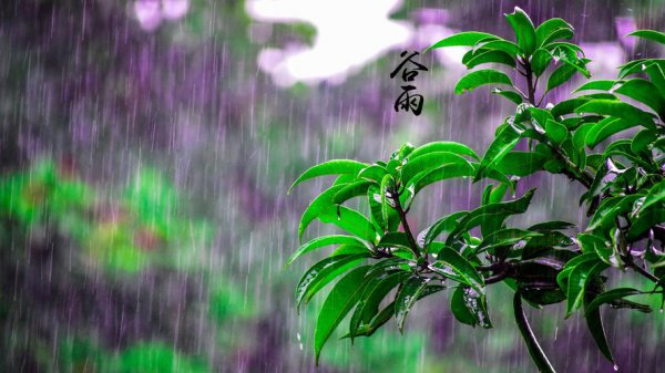 二十四节气谷雨是哪天几月几号