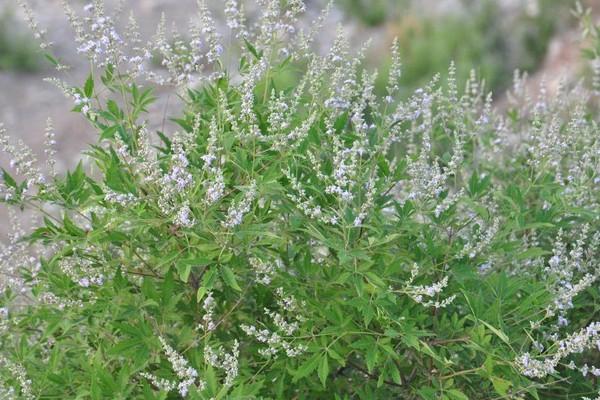 野生荆草是什么样子的图片