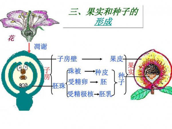 单子叶植物有胚乳吗