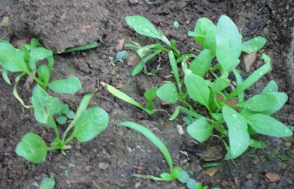 菠菜种子直接撒土里能发芽吗