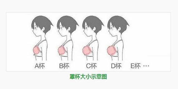 内衣abcd罩杯怎么区分大小