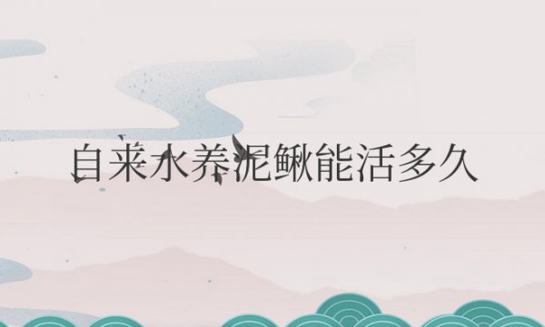 自来水养泥鳅能活多久