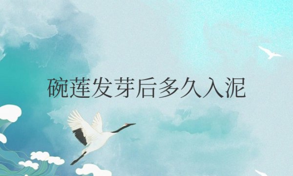 碗莲发芽后多久入泥土