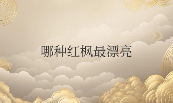 哪种红枫最漂亮又好看好养