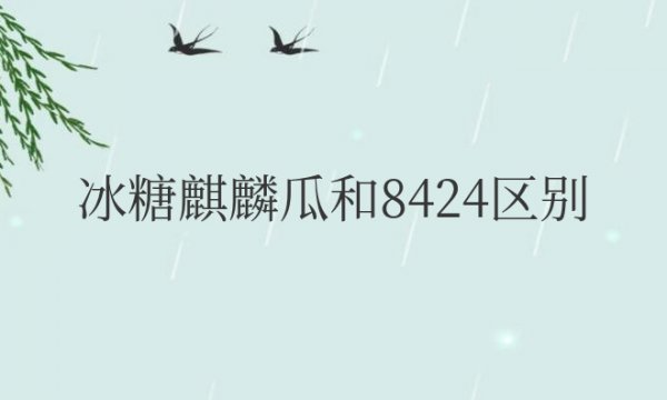 冰糖麒麟瓜和8424区别