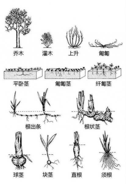 植物的根和茎的区别主要在哪几点