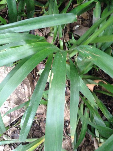 如何判断单子叶和双子叶植物生物