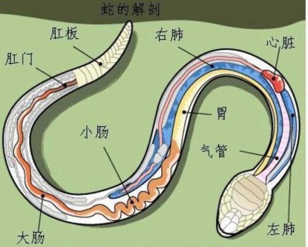 蛇信子是蛇的什么部位