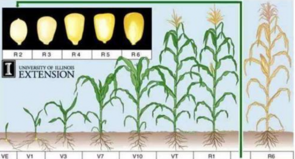 玉米生长过程详细记录