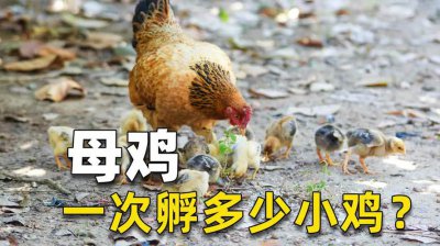 母鸡孵小鸡几天吃一次食物为好 母鸡每天需要几次进食来孵化小鸡？