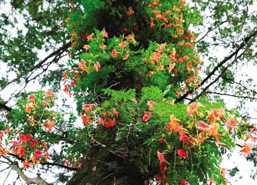 凌霄花在东北室外越冬方法