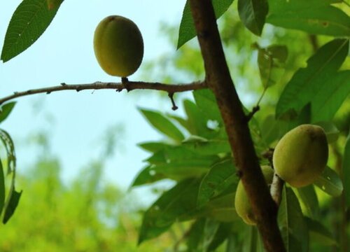 桃树栽在院子里什么地方好一点