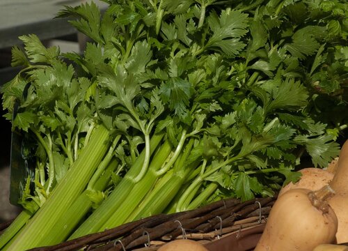 欧芹味道接近香菜还是芹菜