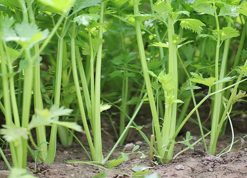 欧芹味道接近香菜还是芹菜