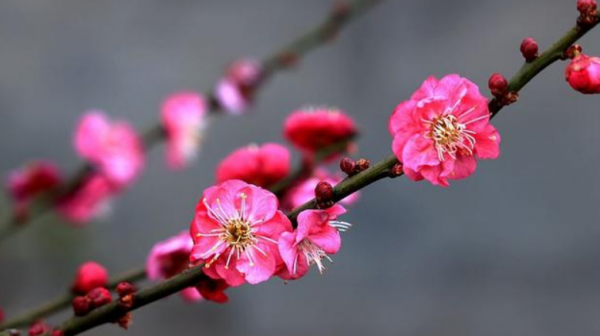 水瓶座的守护花是什么花