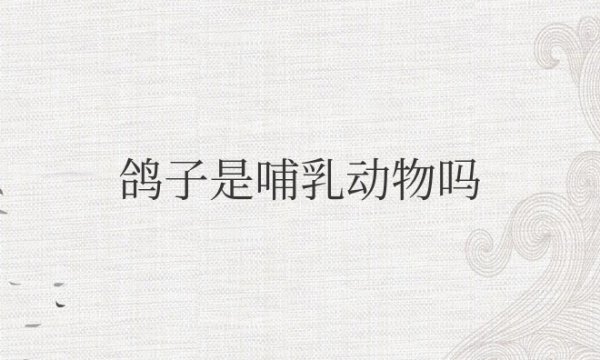 鸽子哺乳动物吗是不是禽类