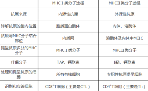 mhc1类和2类区别结构