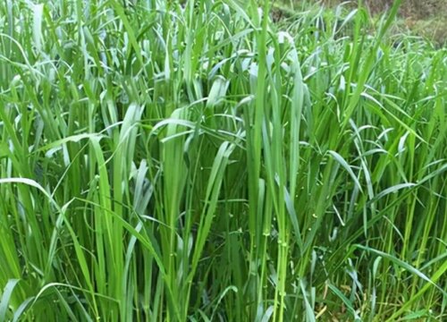 黑麦草品种介绍和特点