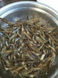 野生虾米吃什么食物长大 野生虾米的主要食物是什么？