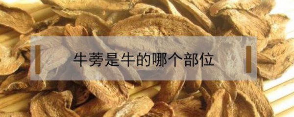 牛蒡是牛的哪个器官图片