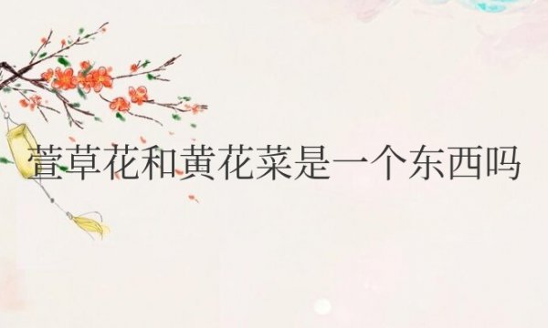 萱草花和黄花菜是一个东西吗？有什么区别？