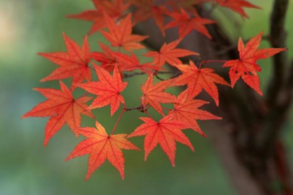 红枫叶象征着什么意思