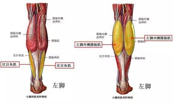 瘦小腿最快最有效的方法