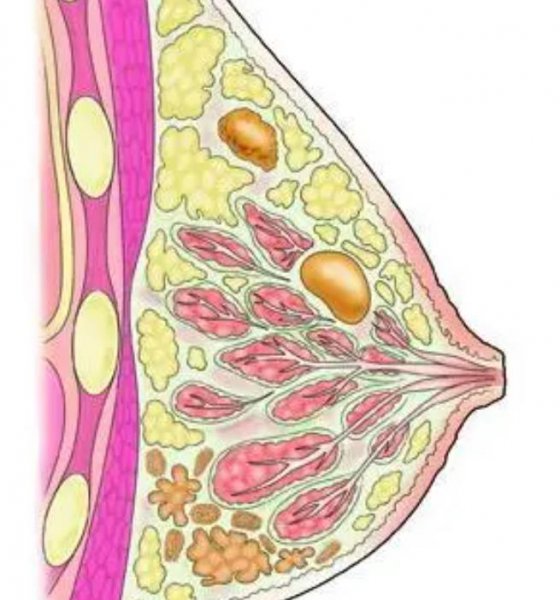 人类乳房的进化过程