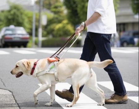 导盲犬多少钱一只