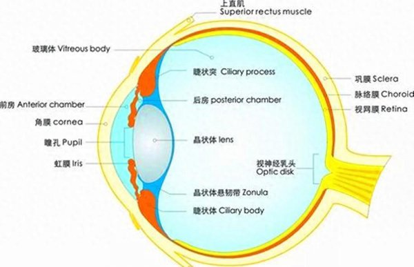 纯正的琥珀色眼睛是什么样的图片