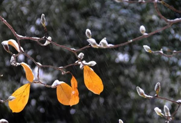 小雪下雨有什么说法