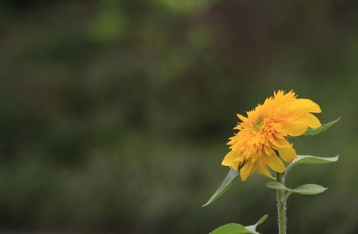 烂桃花和正缘怎么区分