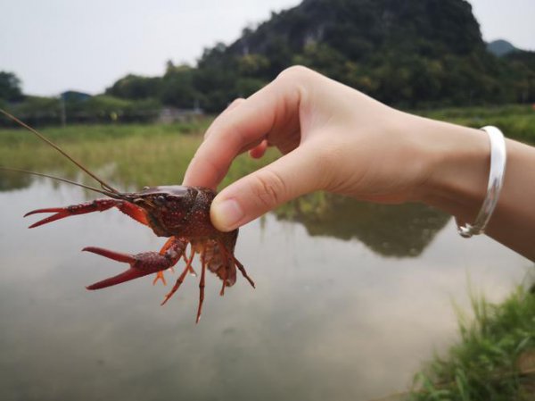 钓小龙虾最佳时间