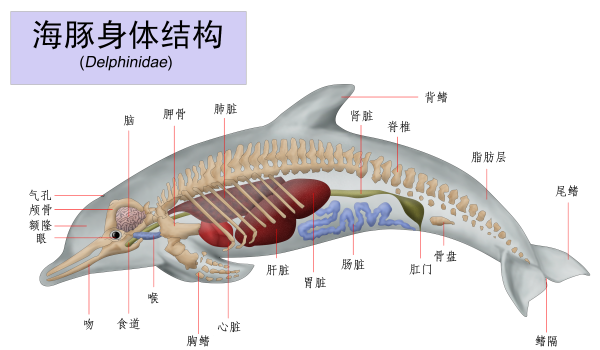 海豚是什么动物