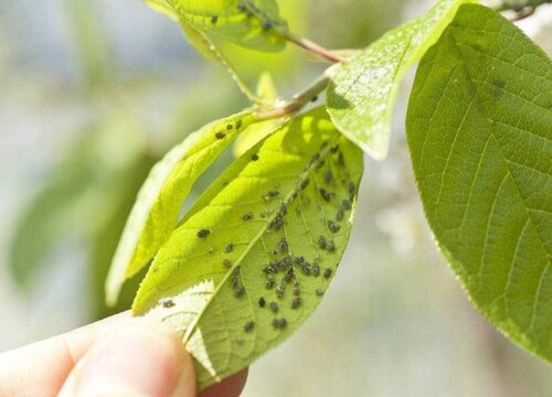 花长腻虫用什么药好且防治效果好