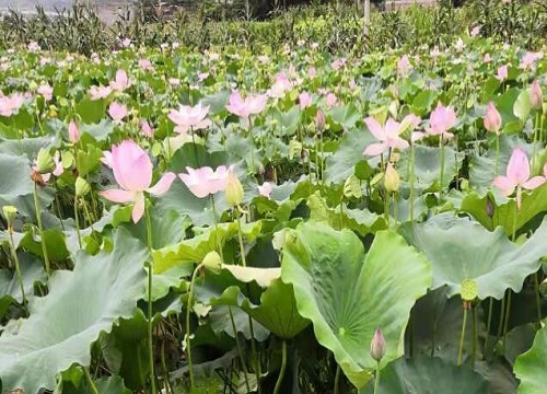 江南可采莲是什么季节的景象