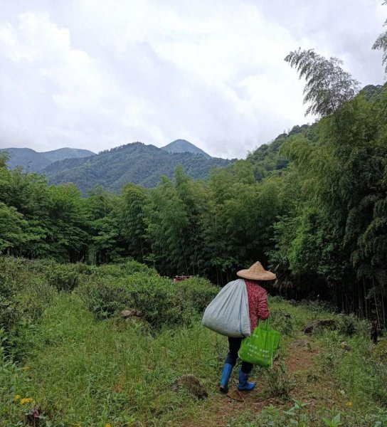 正山小种是红茶还是绿茶