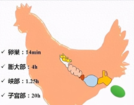 小鸡几个月开始下蛋