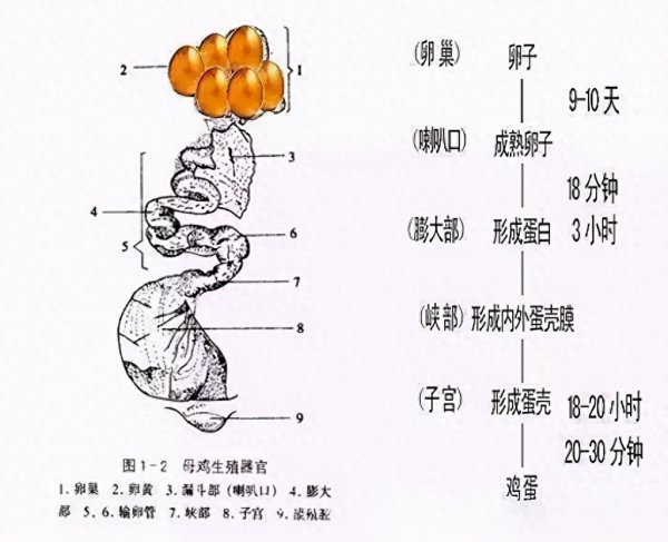 小鸡几个月开始下蛋