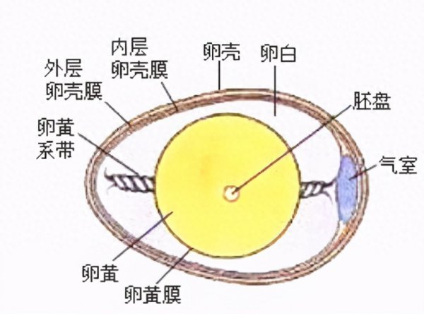 小鸡几个月开始下蛋