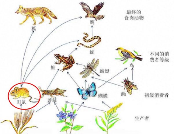 老鼠变成蝙蝠过程