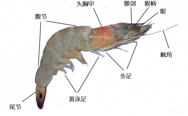 虾线在背部还是腹部