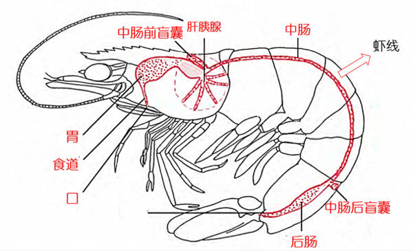 虾线在背部还是腹部